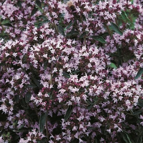 Marjoram Seeds - 500 Fresh Marjoram Herb Seeds – Plant and Grow Your Own Herbs Ideal for Greenhouse, Garden, Polytunnel, Growbags, Large Pots or Containers - Packed in The UK by Meldon Seeds