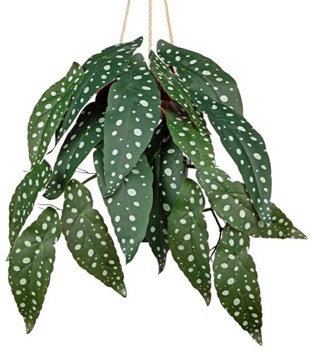 Arborus Künstliche Hängepflanzen wie Echt 56 cm Kunstpflanze Hängend Künstliche Begonia Maculata Künstliche Pflanzen wie Echt im Topf Hängende Dekopflanzen für Zimmer Regal Flur Deko