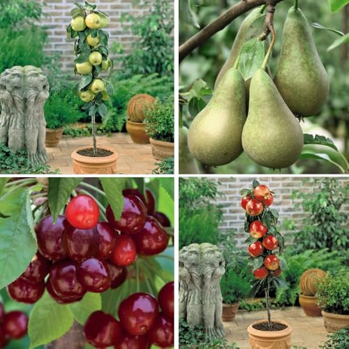 Patio Fruit Tree Collection - Apple 'Golden Delicious', Apple 'Gala', Cherry 'Sylvia', & Pear 'Conference' for Small Gardens and Containers, Self-Fertile - 4X 9cm Potted Plants by Thompson & Morgan