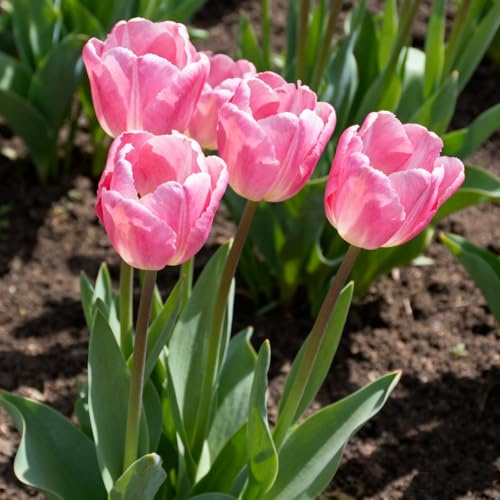 Tulipanes Bulbos/Tulipán/Tulipán perenne-Decoración de jardín/Perenne/Crean un hermoso jardín.-15 Rhizomes-G