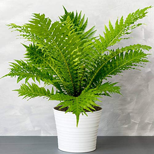 Blechnum Gibbum Silver Lady| Plante d'intérieur Fougère Naine à Feuillage Persistant à Vendre | de 25 à 35 cm en Pot