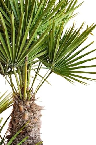 Palmera del Mediterráneo Natural Planta de Exterior Natural y Fácil de Cuidar