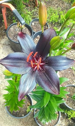 Lilienzwiebeln, Winterhart MehrjäHrig,Blumenzwiebeln,Temperament,Riesenlilien Baumlilien，Frische Luft,Gartenpflanzen-10zwiebeln-C