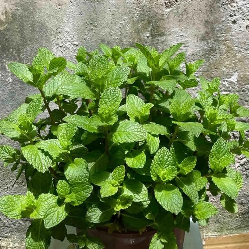 menta marroquí - semillas de decoración de oficina verdes resistentes balcón jardín 300pcs