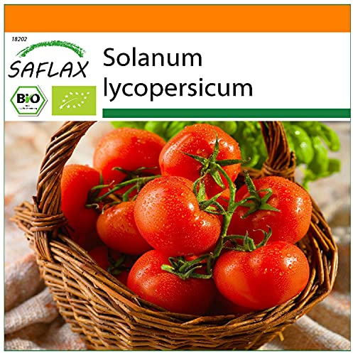 SAFLAX - Garden in the Bag - Ekologiskt - Tomat - Berneros - 10 Frön - Med underlag i en passande resväska - Solanum lycopersicum