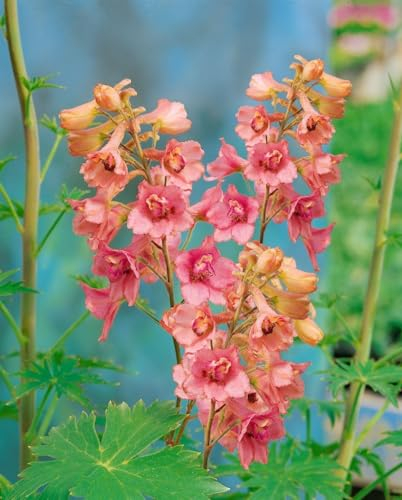 Delphinium x ruysii 'Pink Sensation' P1 - Rittersporn Staude, Blüte Rosa, Winterhart & Mehrjährig, Gartenpflanze