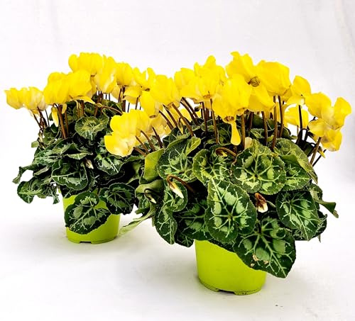 POWERS TO FLOWERS - CICLAMINO COLOR LIFE GIALLO, 4 PIANTE, VASO 12CM DIAMETRO, piante vere