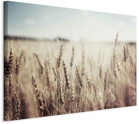 murando - Akustikbild Natur Bilder Akustikschaum Hochleistungsschallabsorber Schallschutz Leinwand 1 tlg Wandbild Raumakustik Schalldämmung Getreide Wiese Landschaft Feld