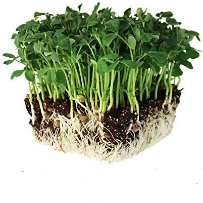 Speckled Pea Sprouting Seeds - 1 Lbs