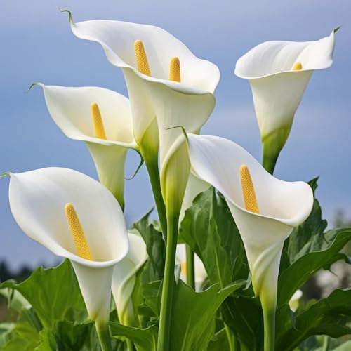 3 Pcs Calla Pflanze Winterhart Zwiebeln - Zantedeschia Aethiopica - Flowers Decoration, Zimmerpflanzen Calla Lilien Knollen, Blumen Zwiebeln, Minigarten Frühlingsblüher Zwiebeln, Seltene