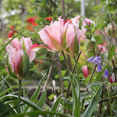 tulpenzwiebeln winterhart mehrjährig, wildtulpen zwiebeln, zwiebeln frisch, deko blumen blumenzwiebeln tulpen - bulbs - tulpenzwiebel, pflanzen für sonnige plätze, gartenblumen 2pcs