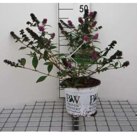 Buddleja dav. 'Blue Chip'® - Arbre Aux Papillons 30-40 cm en pot
