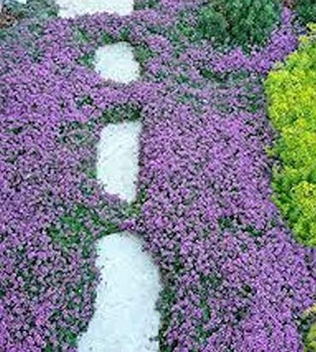 Graines de thym rampant - Graines couvre-sol - Thymus Serpyllum - Magic Carpet (Best) - Faible entretien Résistant à la sécheresse