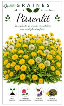 1000 semillas de diente de león silvestre - Dandelion - Alimento tortugas terrestres - Fácil de cultivar