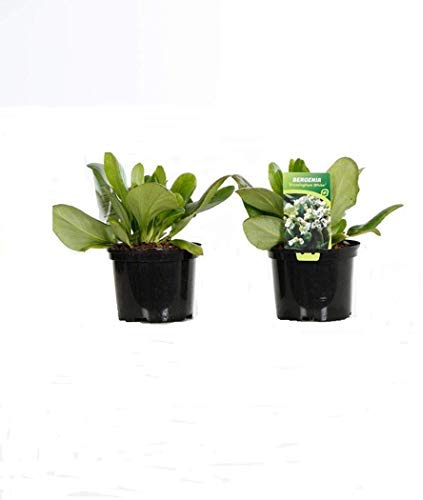 6 x Bergenia 'Bressingham White' - Perenni Vaso 9cm x 9cm