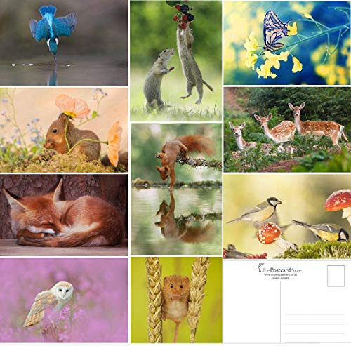 20 Wild Woodland Postcards - Pretty woodland animals at play or resting (without envelopes)