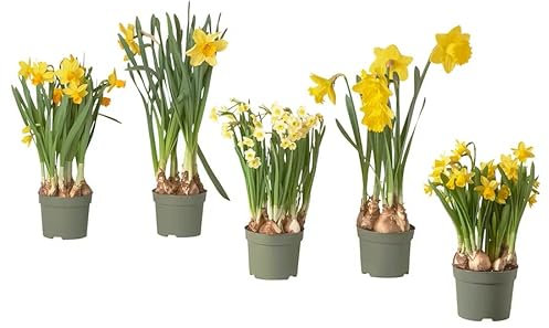 Bulbos de Narciso - PACK 5 PLANTAS - Bulbos de Flores Naturales para Exterior, Terraza y Jardín