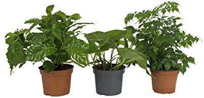 Tropen-Trio Mini - 3 Zimmerpflanzen - 1x Kaffeepflanze / 1x Radermachera / 1x Scindapsus - immergrün und pflegeleicht