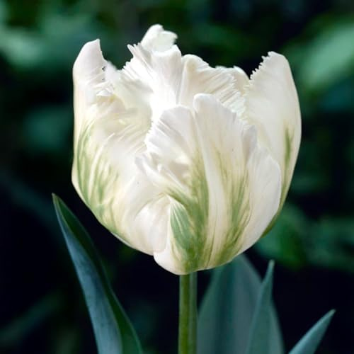 6 bulbes de Tulipes Perroquet 'White Parrot' | Circonférence 12/+ cm | Bulbes provenant des meilleurs producteurs néerlandais | Sélection exclusive et contrôle qualité | Floraison garantie