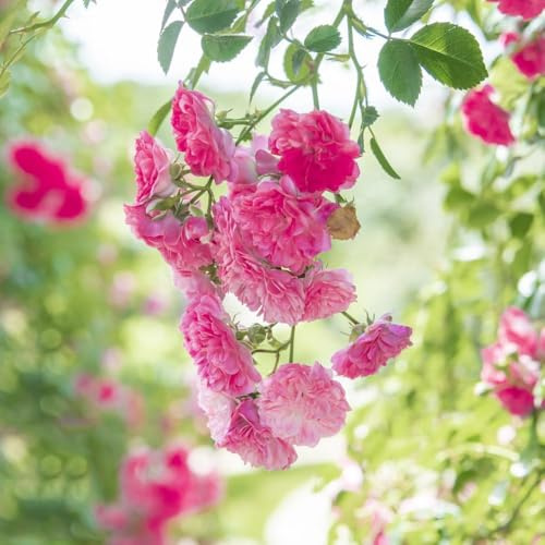 200 piezas rosas trepadoras semillas resistentes resistentes al exterior, rosas, jardín balcón semillas exóticas