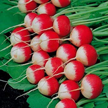 Fash Lady Sparkler White Tip Graines de radis! 30 graines! BEAU et savoureux! COMB S/H!