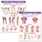Anatomy Stuff Trigger Point Chart Set: Torso and Extremities - Poster - Wandchart - Educational Chart Set - Klassenzimmer
