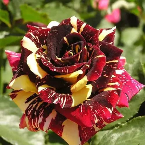 MehrköPfiger Rosen-Meteorschauer, Rosenplanze Strauchrose Rose Leicht Duftend Duftrose Rosen Winterhart MehrjäHrig Blumensamen Gastgeschenk Pflanzen Garten Blumenwiese Balkon Blumen 200 Seeds