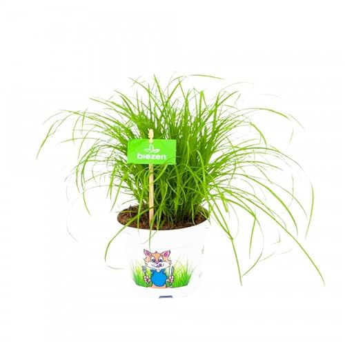 Cyperus Zumula Natural Hierba Gatera de Primera Calidad