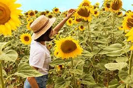Aamish 15 enormes semillas de girasol