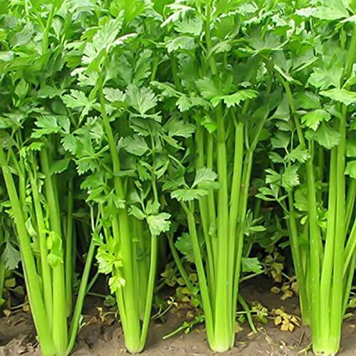 Rotyroya 100 Stück/Beutel Liebstöckel-Kräutersamen mehrjährige einfache Pflanze grüne georgische natürliche Amaranth-Samen für Gartengarten Sellerie Samen