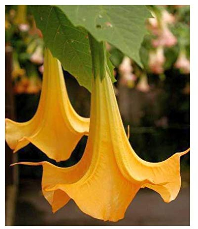 Exotic Plants Brugmansia versicolor - Engelstrompete - 5 Samen