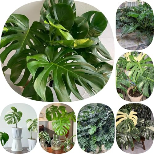 100 piezas Semillas de Monstera Deliciosa Variegata Plantas de interior resistentes al exterior. Semillas de plantas de Monstera, regalo de semillas de plantas regalo de semillas cobertura