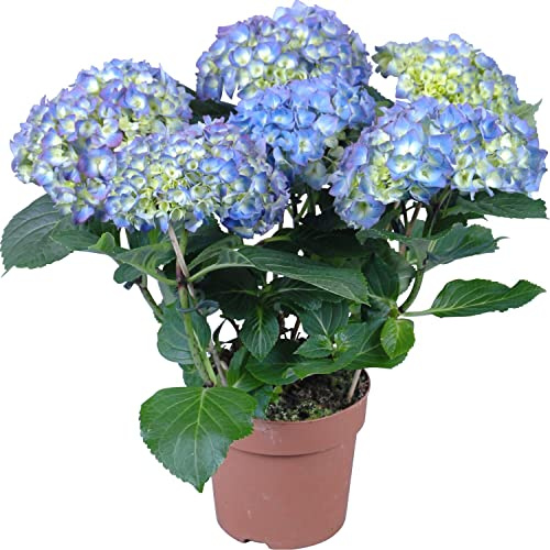 DECOALIVE Hortensia con Flor de Color Azulado Planta Natural Interior y Exterior
