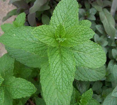 200 Semillas - Menta verde d'erboristeria