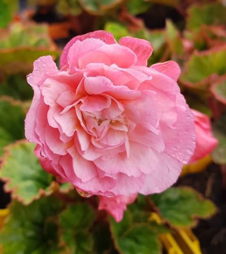 Begonia odorata 'Pink Delight' / Bégonia parfumée/Conteneur de 0.5 à 0.9 litres/Vivace tubéreuse