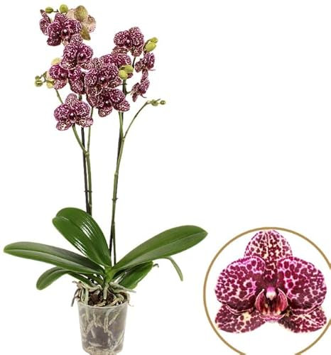 Purple Blooming Phalaenopsis Orchid Wildcate - Live Potted Orchid Plant - 2 stem in 12cm Pot - 60cm Tall