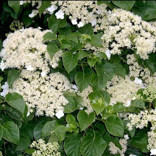 GardenersDream Hydrangea Petiolaris - Hortensia Grimpant Résistant au Froid - Plante Grimpante à Fleurs Blanches - Plante Extérieur pour Zones Ombragées