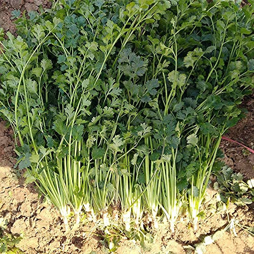 200 pièces graines de coriandre faciles à planter taux de germination élevé graines de légumes héritage non-OGM maison jardin Patio balcon plantation
