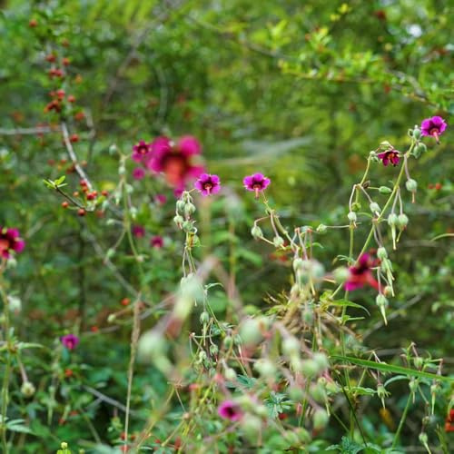 geranio - serra cucina becco cicogna sostenibili da giardino organiche per la copertura del terreno decorazioni da giardino per 800semi
