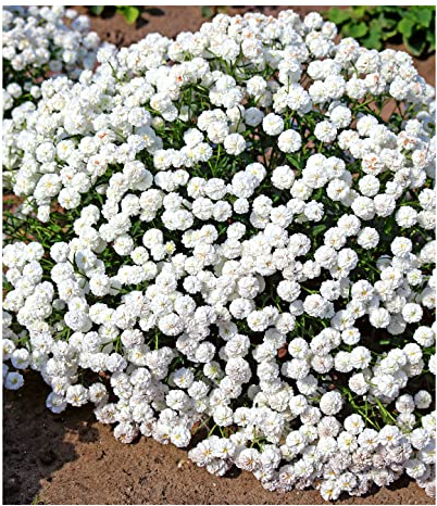 BALDUR Garten Achillea Diadem,2 Pflanzen, winterharte Staude, mehrjährig, bienenfreundlich und schmetterlingsfreundlich, pflegeleicht, Wasserbedarf gering, blühend, Achillea ptarmica