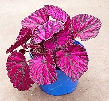 24 Colori 100 pièces Bella Fiori Begonia Fiori dans Vaso Garden Courtyard Balcon Colée : 9