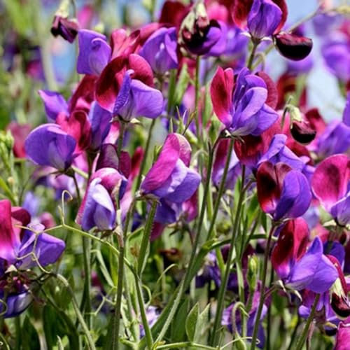 kiskick Süße Erbsensamen, 100 Stück/Beutel, süße Erbsensamen, jährliche gute Ernte, gemischte Farben, Bonsai-Gartenblumensamen für Zuhause Saatgut