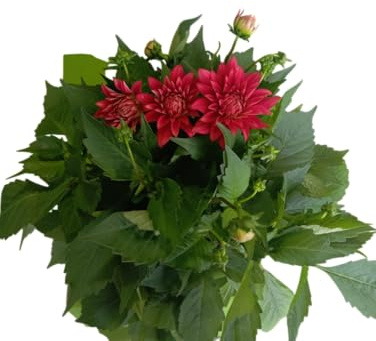 Dalia Natural Ornamental Planta con Flor de Gran Tamaño y Color Intenso