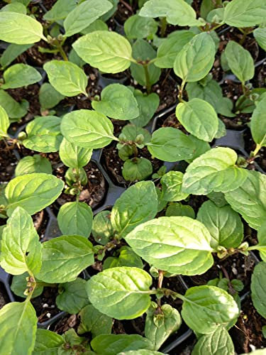 Mint 'Chocolate Peppermint' Mentha x piperita 3 x Plug Plants, Culinary Garden Herbs by park farm plants