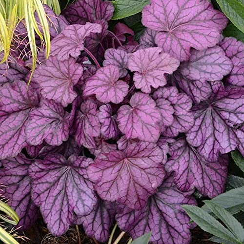 Heuchera Wild Rose Coral Bells Plantes vivaces de jardin en pot de fleurs