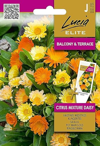 Lucia Elite | Calendula - CITRUS MIXTURE DAISY semi | Semi di fiori | Fiori annuali facili da piantare con fioriture vivaci che fioriscono per tutta l'estate| Semi da giardino | 1 confezione