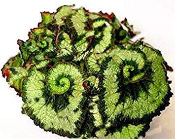 200 pièces Bellissimo Arcobaleno Bégonia Fiore Foglia Fiori dans Vaso Jardin cour Balcon Coleus Crescita Naturale 61:5