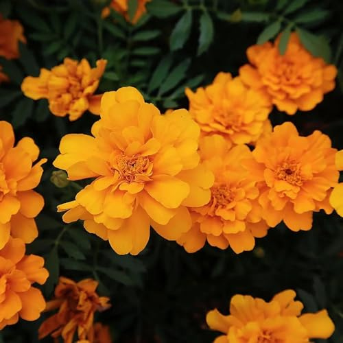 semi di tagete perenne resistenti per il giardino di calendula, tagetes patula, balcone perenni resistenti, 400pcs