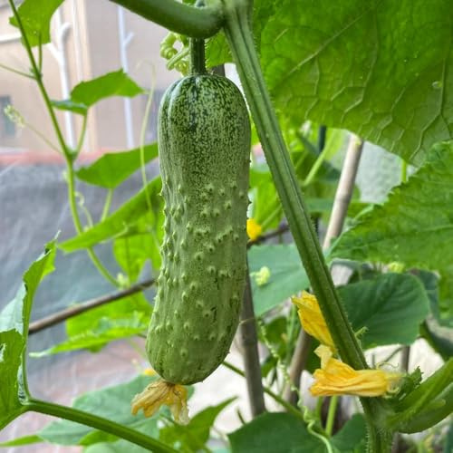 semillas de pepino - de balcón resistentes al invierno jardín interior semillas pepinos exóticas resistentes para el jardín rocas pepino 250pcs