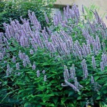 100 Semi di Lavanda issopo TPF173 (agastache anethiodora)